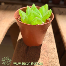 Cargar imagen en el visor de la galería, Haworthia cymbiformis - ø 5.5 cm - Sucunatura. Plantas crassulas como echeveria, kalanchoe, sedum, sempervivum, graptoveria y aeonium.
