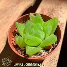 Load image into Gallery viewer, Haworthia cymbiformis - ø 5.5 cm - Sucunatura. Plantas crassulas como echeveria, kalanchoe, sedum, sempervivum, graptoveria y aeonium.
