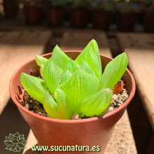 Cargar imagen en el visor de la galería, Haworthia cymbiformis - ø 5.5 cm - Sucunatura. Plantas crassulas como echeveria, kalanchoe, sedum, sempervivum, graptoveria y aeonium.
