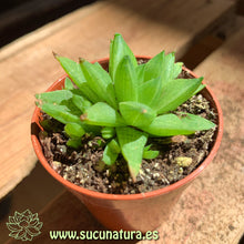 Load image into Gallery viewer, Haworthia cymbiformis f. variegata - ø 5.5 cm - Sucunatura. Plantas crassulas como echeveria, kalanchoe, sedum, sempervivum, graptoveria y aeonium.
