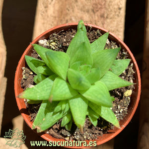 Haworthia cymbiformis f. variegata - ø 5.5 cm - Sucunatura. Plantas crassulas como echeveria, kalanchoe, sedum, sempervivum, graptoveria y aeonium.