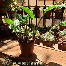 Cargar imagen en el visor de la galería, Drimiopsis Maculata - ø 5.5 cm - Sucunatura. Plantas crassulas como echeveria, kalanchoe, sedum, sempervivum, graptoveria y aeonium.
