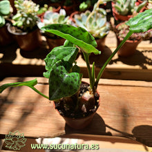 Cargar imagen en el visor de la galería, Drimiopsis Maculata - ø 5.5 cm - Sucunatura. Plantas crassulas como echeveria, kalanchoe, sedum, sempervivum, graptoveria y aeonium.
