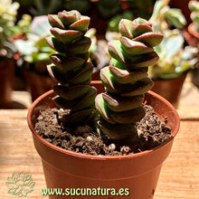 Cargar imagen en el visor de la galería, Crassula perforata - ø 5.5 cm - Sucunatura. Plantas crassulas como echeveria, kalanchoe, sedum, sempervivum, graptoveria y aeonium.
