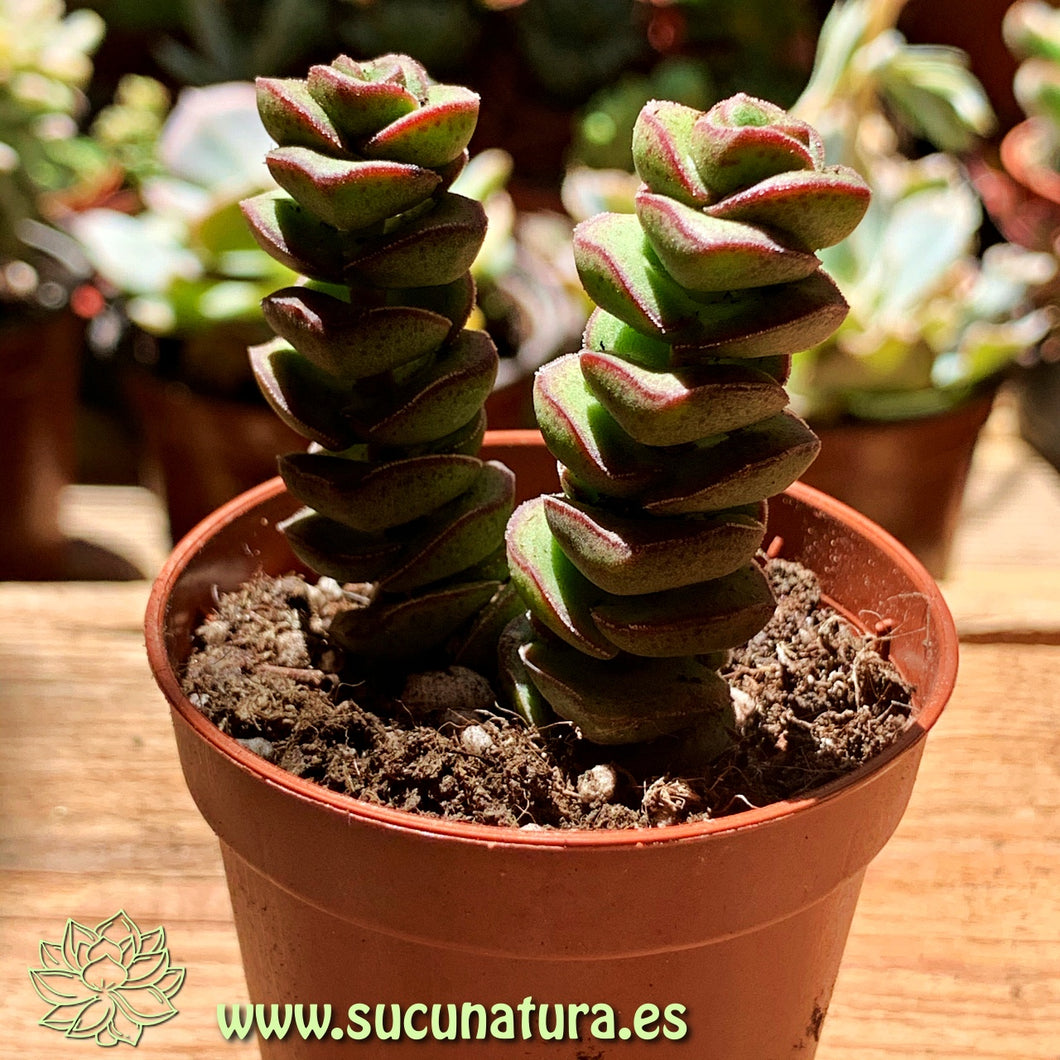 Crassula perforata - ø 5.5 cm - Sucunatura. Plantas crassulas como echeveria, kalanchoe, sedum, sempervivum, graptoveria y aeonium.