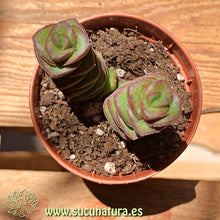 Cargar imagen en el visor de la galería, Crassula perforata - ø 5.5 cm - Sucunatura. Plantas crassulas como echeveria, kalanchoe, sedum, sempervivum, graptoveria y aeonium.
