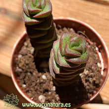 Cargar imagen en el visor de la galería, Crassula perforata - ø 5.5 cm - Sucunatura. Plantas crassulas como echeveria, kalanchoe, sedum, sempervivum, graptoveria y aeonium.
