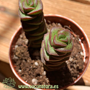 Crassula perforata - ø 5.5 cm - Sucunatura. Plantas crassulas como echeveria, kalanchoe, sedum, sempervivum, graptoveria y aeonium.