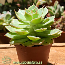 Load image into Gallery viewer, Echeveria hibrido - ø 5.5 cm - Sucunatura. Plantas crassulas como echeveria, kalanchoe, sedum, sempervivum, graptoveria y aeonium.
