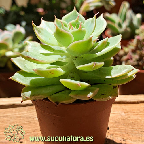 Echeveria hibrido - ø 5.5 cm - Sucunatura. Plantas crassulas como echeveria, kalanchoe, sedum, sempervivum, graptoveria y aeonium.