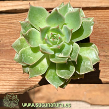 Load image into Gallery viewer, Echeveria hibrido - ø 5.5 cm - Sucunatura. Plantas crassulas como echeveria, kalanchoe, sedum, sempervivum, graptoveria y aeonium.
