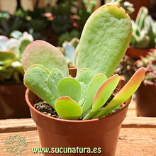 Cargar imagen en el visor de la galería, Kalanchoe Farinaceae - ø 5.5 cm - Sucunatura. Plantas crassulas como echeveria, kalanchoe, sedum, sempervivum, graptoveria y aeonium.
