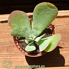 Cargar imagen en el visor de la galería, Kalanchoe Farinaceae - ø 5.5 cm - Sucunatura. Plantas crassulas como echeveria, kalanchoe, sedum, sempervivum, graptoveria y aeonium.
