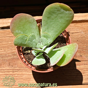 Kalanchoe Farinaceae - ø 5.5 cm - Sucunatura. Plantas crassulas como echeveria, kalanchoe, sedum, sempervivum, graptoveria y aeonium.