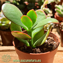 Load image into Gallery viewer, Crassula Ovata Jade - ø 5.5 cm - Sucunatura. Plantas crassulas como echeveria, kalanchoe, sedum, sempervivum, graptoveria y aeonium.
