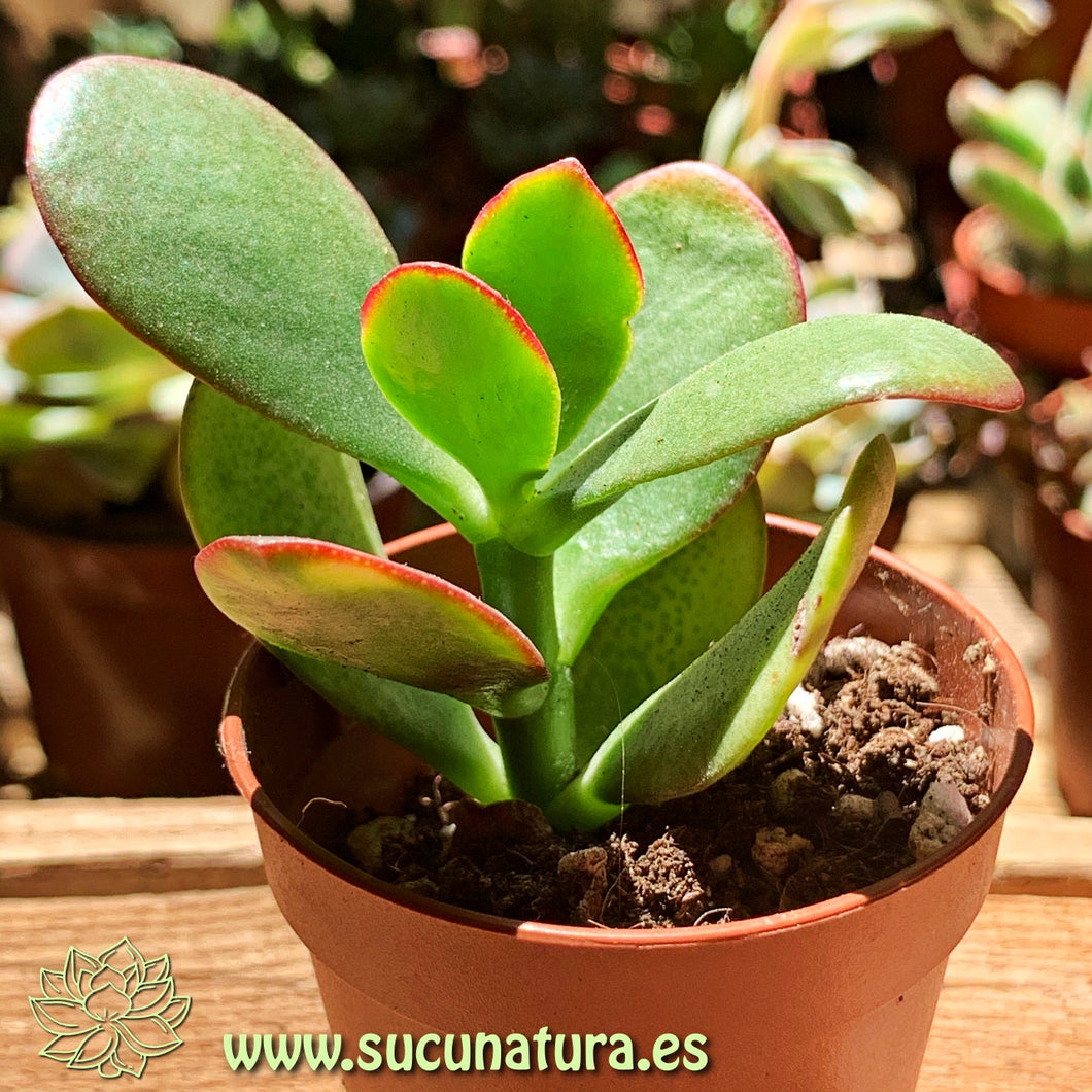 Crassula Ovata Jade - ø 5.5 cm - Sucunatura. Plantas crassulas como echeveria, kalanchoe, sedum, sempervivum, graptoveria y aeonium.