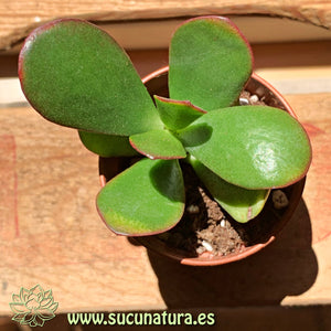 Crassula Ovata Jade - ø 5.5 cm - Sucunatura. Plantas crassulas como echeveria, kalanchoe, sedum, sempervivum, graptoveria y aeonium.