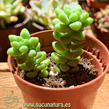 Cargar imagen en el visor de la galería, Sedum burrito - ø 5.5 cm - Sucunatura. Plantas crassulas como echeveria, kalanchoe, sedum, sempervivum, graptoveria y aeonium.
