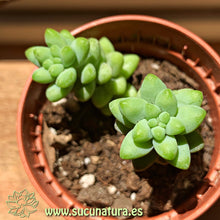 Load image into Gallery viewer, Sedum burrito - ø 5.5 cm - Sucunatura. Plantas crassulas como echeveria, kalanchoe, sedum, sempervivum, graptoveria y aeonium.
