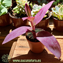 Load image into Gallery viewer, Tradescantia pallida - ø 5.5 cm - Sucunatura. Plantas crassulas como echeveria, kalanchoe, sedum, sempervivum, graptoveria y aeonium.
