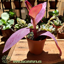 Cargar imagen en el visor de la galería, Tradescantia pallida - ø 5.5 cm - Sucunatura. Plantas crassulas como echeveria, kalanchoe, sedum, sempervivum, graptoveria y aeonium.
