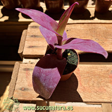 Cargar imagen en el visor de la galería, Tradescantia pallida - ø 5.5 cm - Sucunatura. Plantas crassulas como echeveria, kalanchoe, sedum, sempervivum, graptoveria y aeonium.
