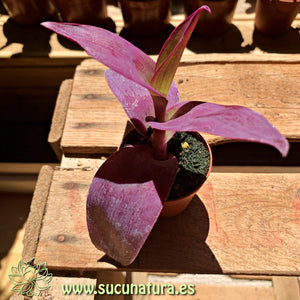 Tradescantia pallida - ø 5.5 cm - Sucunatura. Plantas crassulas como echeveria, kalanchoe, sedum, sempervivum, graptoveria y aeonium.