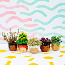 Cargar imagen en el visor de la galería, Macetero Mini Rose - Sucunatura. Plantas crassulas como echeveria, kalanchoe, sedum, sempervivum, graptoveria y aeonium.
