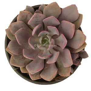 Graptoveria Debbie - ø 10.5 cm - Sucunatura. Plantas crassulas como echeveria, kalanchoe, sedum, sempervivum, graptoveria y aeonium.