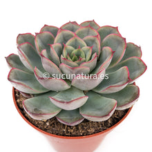 Load image into Gallery viewer, Echeveria Hércules - ø 8.5 cm - Sucunatura. Plantas crassulas como echeveria, kalanchoe, sedum, sempervivum, graptoveria y aeonium.
