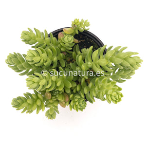 Sedum Hemsleyanum o Collar de princesa - ø 10.5 cm - Sucunatura. Plantas crassulas como echeveria, kalanchoe, sedum, sempervivum, graptoveria y aeonium.