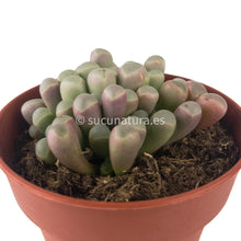 Load image into Gallery viewer, Fenestraria Rhopalophylla- ø 8.5 cm - Sucunatura. Plantas crassulas como echeveria, kalanchoe, sedum, sempervivum, graptoveria y aeonium.
