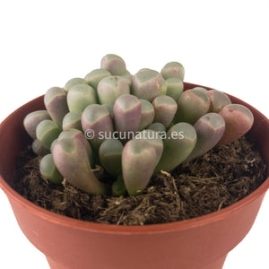 Fenestraria Rhopalophylla- ø 8.5 cm - Sucunatura. Plantas crassulas como echeveria, kalanchoe, sedum, sempervivum, graptoveria y aeonium.