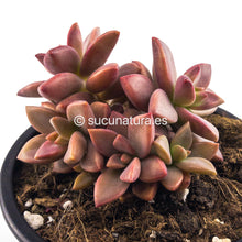 Cargar imagen en el visor de la galería, Graptosedum Vera Higgins o Bronze - ø 10.5 cm - Sucunatura. Plantas crassulas como echeveria, kalanchoe, sedum, sempervivum, graptoveria y aeonium.
