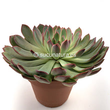 Cargar imagen en el visor de la galería, Echeveria Apus - ø 14 cm - Sucunatura. Plantas crassulas como echeveria, kalanchoe, sedum, sempervivum, graptoveria y aeonium.
