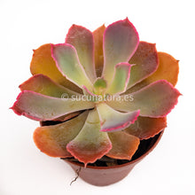 Load image into Gallery viewer, Echeveria Neón breakers- ø 5.5 cm - Sucunatura. Plantas crassulas como echeveria, kalanchoe, sedum, sempervivum, graptoveria y aeonium.
