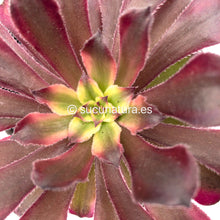 Load image into Gallery viewer, Aeonium Mardi Gras - ø 12 cm - Sucunatura. Plantas crassulas como echeveria, kalanchoe, sedum, sempervivum, graptoveria y aeonium.
