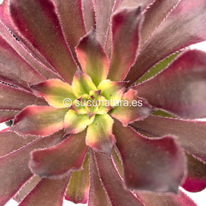 Aeonium Mardi Gras - ø 12 cm - Sucunatura. Plantas crassulas como echeveria, kalanchoe, sedum, sempervivum, graptoveria y aeonium.