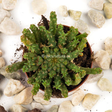 Cargar imagen en el visor de la galería, Euphorbia gorgonis - ø 5.5 cm - Sucunatura. Plantas crassulas como echeveria, kalanchoe, sedum, sempervivum, graptoveria y aeonium.
