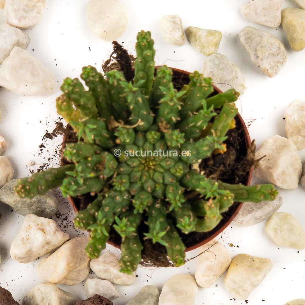 Euphorbia gorgonis - ø 5.5 cm - Sucunatura. Plantas crassulas como echeveria, kalanchoe, sedum, sempervivum, graptoveria y aeonium.