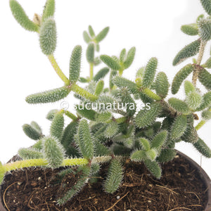 Delosperma Echinatum - ø 10.5 cm - Sucunatura. Plantas crassulas como echeveria, kalanchoe, sedum, sempervivum, graptoveria y aeonium.