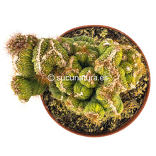 Load image into Gallery viewer, Echinopsis Pachanoi Cristata (cactus San Pedro cristata)- ø 12 cm - Sucunatura. Plantas crassulas como echeveria, kalanchoe, sedum, sempervivum, graptoveria y aeonium.
