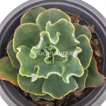 Cargar imagen en el visor de la galería, Echeveria Dorothy - ø 12 cm - Sucunatura. Plantas crassulas como echeveria, kalanchoe, sedum, sempervivum, graptoveria y aeonium.
