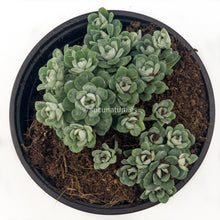 Cargar imagen en el visor de la galería, Sedum spathulifolium Cape Blanco- ø 10.5 cm - Sucunatura. Plantas crassulas como echeveria, kalanchoe, sedum, sempervivum, graptoveria y aeonium.
