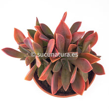 Load image into Gallery viewer, Graptoveria Fred Ives Cristata - ø 5.5 cm - Sucunatura. Plantas crassulas como echeveria, kalanchoe, sedum, sempervivum, graptoveria y aeonium.
