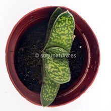 Load image into Gallery viewer, Gasteria Little Warty - ø 5.5 cm - Sucunatura. Plantas crassulas como echeveria, kalanchoe, sedum, sempervivum, graptoveria y aeonium.
