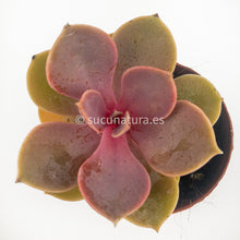 Load image into Gallery viewer, Echeveria Perle Von Nürnberg - ø 5.5 cm - Sucunatura. Plantas crassulas como echeveria, kalanchoe, sedum, sempervivum, graptoveria y aeonium.
