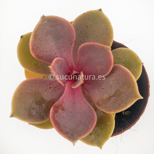 Echeveria Perle Von Nürnberg - ø 5.5 cm - Sucunatura. Plantas crassulas como echeveria, kalanchoe, sedum, sempervivum, graptoveria y aeonium.