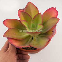 Cargar imagen en el visor de la galería, Echeveria Undulata - ø 17 cm - Sucunatura. Plantas crassulas como echeveria, kalanchoe, sedum, sempervivum, graptoveria y aeonium.
