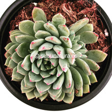 Load image into Gallery viewer, Sedeveria Blue Elf - ø 10.5 cm - Sucunatura. Plantas crassulas como echeveria, kalanchoe, sedum, sempervivum, graptoveria y aeonium.
